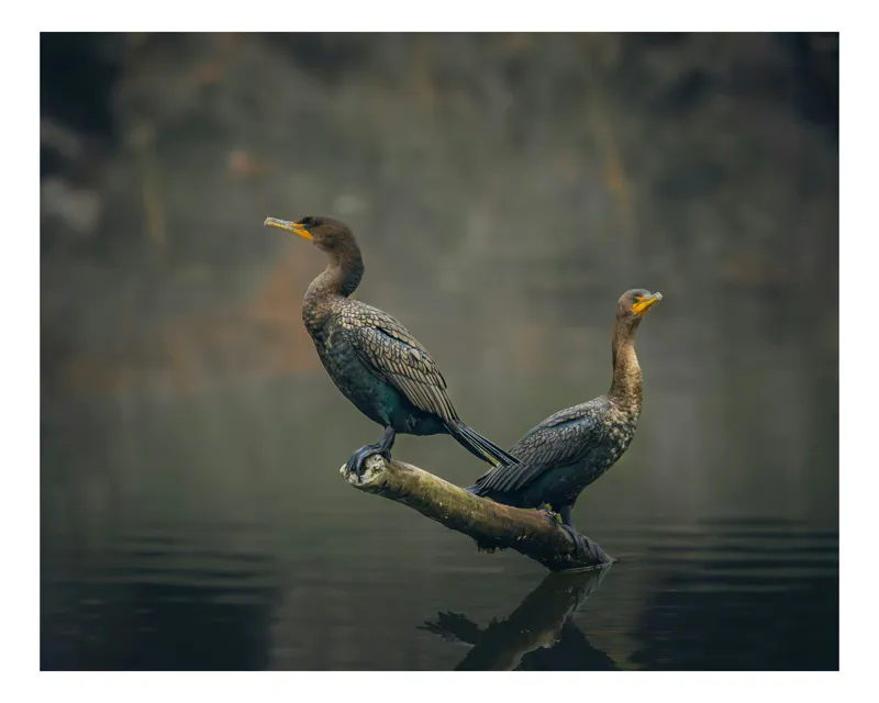 Tablou Canvas Cormorani pe peisajul acvatic, 150 x 100 cm