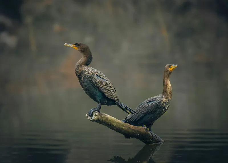 Tablou Canvas Cormorani pe peisajul acvatic, 70 x 50 cm – poza 2