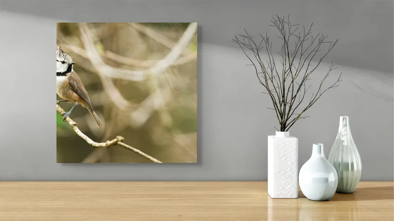 Tablou Canvas, "Păsăruica sprințară pe ramură uscată", Pasăre, Creastă, Creangă, Pene, Natură, Delicatețe, Observație, Ochii, Plutire, Echilibru, 50 x 50 cm – poza 3