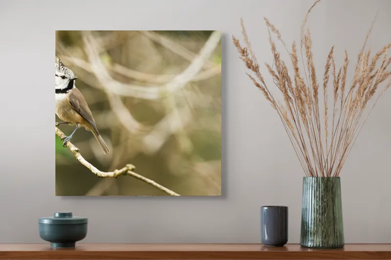 Tablou Canvas, "Păsăruica sprințară pe ramură uscată", Pasăre, Creastă, Creangă, Pene, Natură, Delicatețe, Observație, Ochii, Plutire, Echilibru, 50 x 50 cm – poza 4