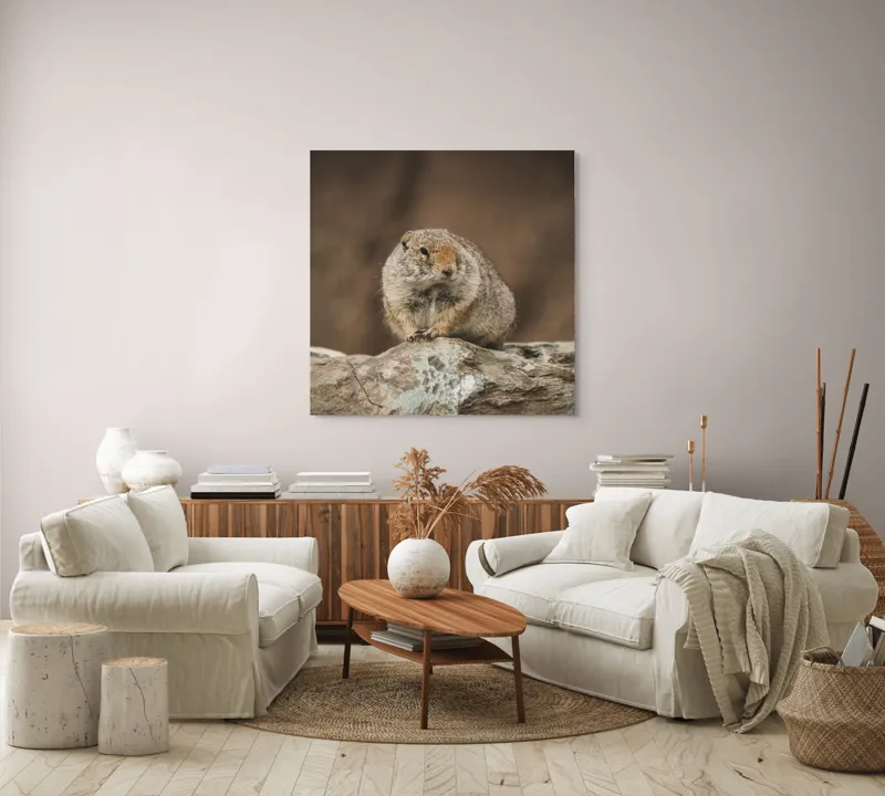 Tablou Canvas, "Mic rozător pe piatră rece", Marmotă, Blană, Stâncă, Natură, Calm, Observare, Curiozitate, Pădure., 100 x 100 cm – poza 3