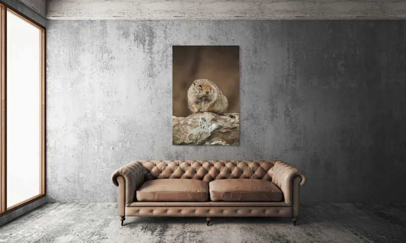 Tablou Canvas, "Mic rozător pe piatră rece", Marmotă, Blană, Stâncă, Natură, Calm, Observare, Curiozitate, Pădure., 100 x 150 cm – poza 6