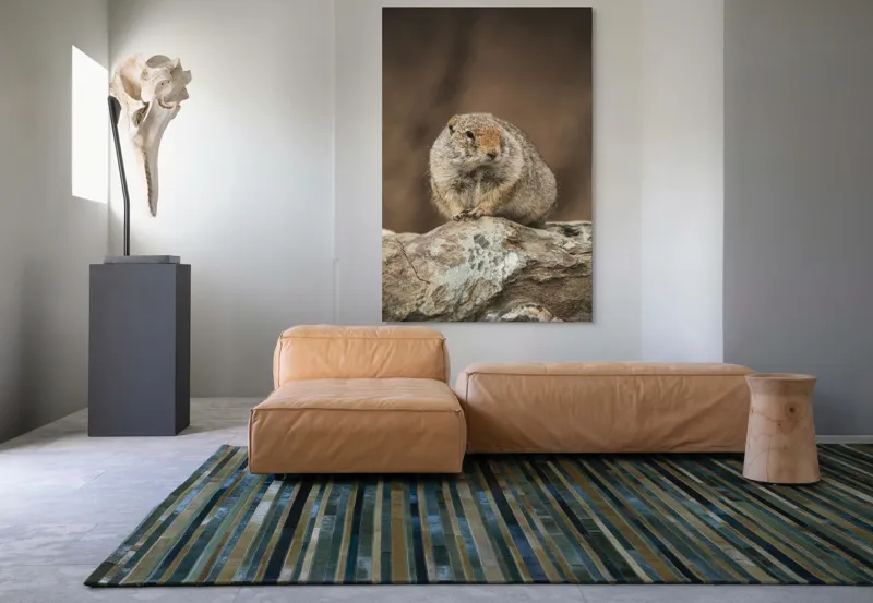 Tablou Canvas, "Mic rozător pe piatră rece", Marmotă, Blană, Stâncă, Natură, Calm, Observare, Curiozitate, Pădure., 100 x 150 cm – poza 7