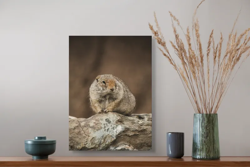 Tablou Canvas, "Mic rozător pe piatră rece", Marmotă, Blană, Stâncă, Natură, Calm, Observare, Curiozitate, Pădure., 39 x 54 cm – poza 3