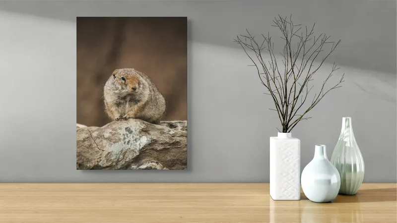 Tablou Canvas, "Mic rozător pe piatră rece", Marmotă, Blană, Stâncă, Natură, Calm, Observare, Curiozitate, Pădure., 39 x 54 cm – poza 4