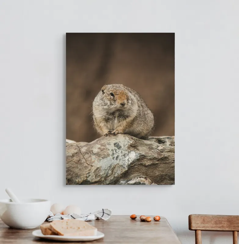 Tablou Canvas, "Mic rozător pe piatră rece", Marmotă, Blană, Stâncă, Natură, Calm, Observare, Curiozitate, Pădure., 50 x 70 cm – poza 3