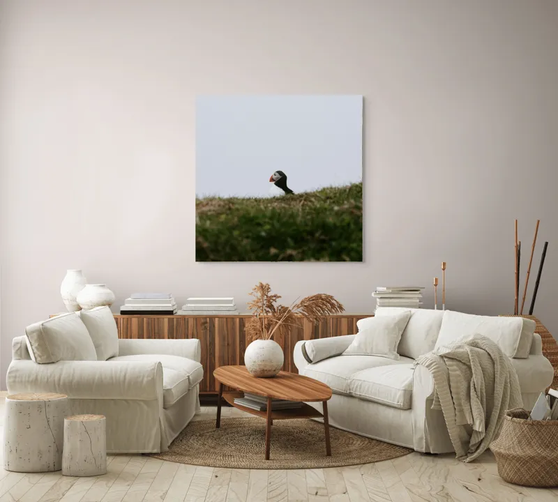 Tablou Canvas, "Papagal de mare pe câmp verde", Pasăre, Pămătuf, Pene, Gazon, Cer, Natură, Solitudine, Contrast., 100 x 100 cm – poza 3