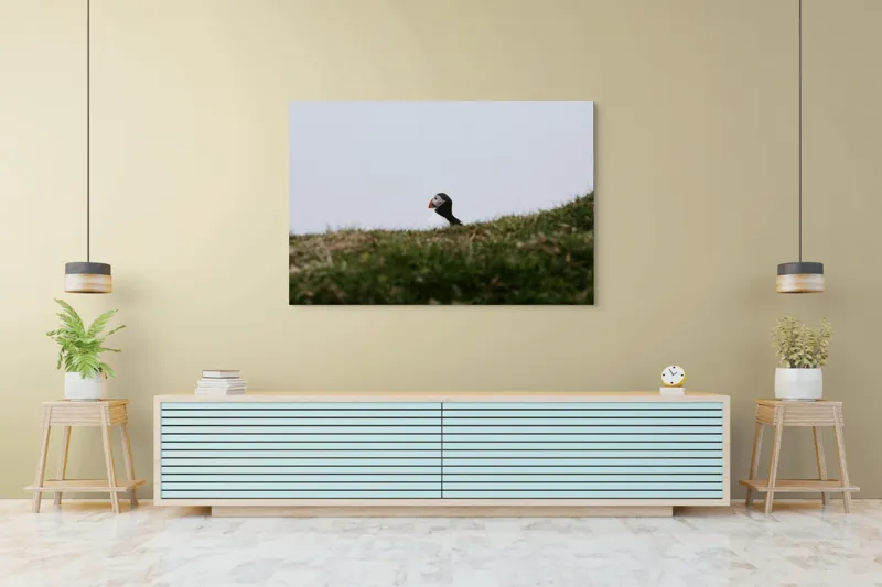 Tablou Canvas, "Papagal de mare pe câmp verde", Pasăre, Pămătuf, Pene, Gazon, Cer, Natură, Solitudine, Contrast., 150 x 100 cm – poza 6