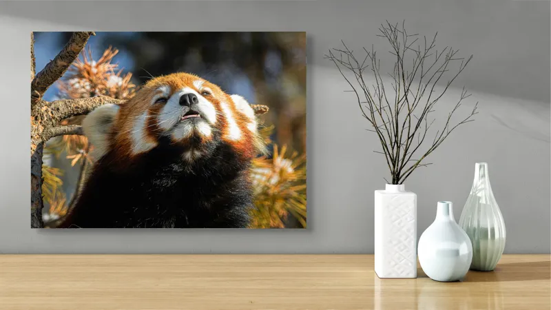 Tablou Canvas, "Panda Roșu Încălzit de Soare", Blană, Răsfățat, Somnoros, Privire, Copac, Foioase, Relaxare, 70 x 50 cm – poza 3