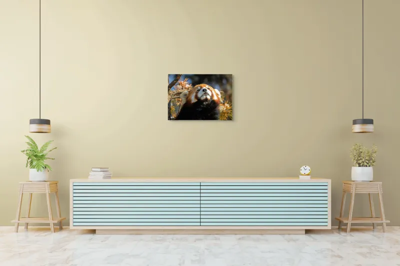 Tablou Canvas, "Panda Roșu Încălzit de Soare", Blană, Răsfățat, Somnoros, Privire, Copac, Foioase, Relaxare, 70 x 50 cm – poza 7