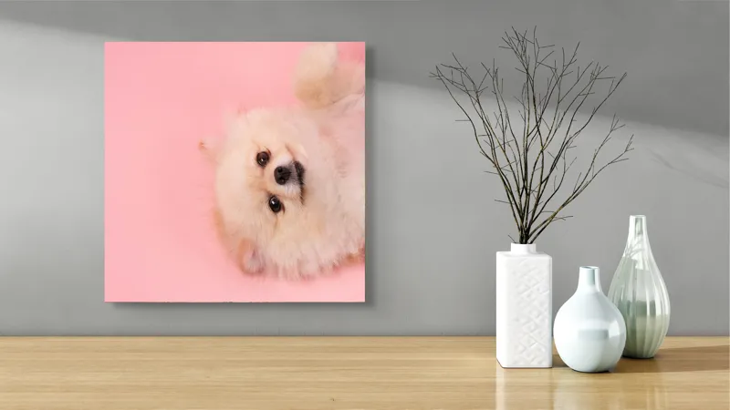 Tablou Canvas, "Fluffy și vesel pe fundal roz", Fluffy, Adorable, Playful, Cute, Relaxed, 50 x 50 cm – poza 3
