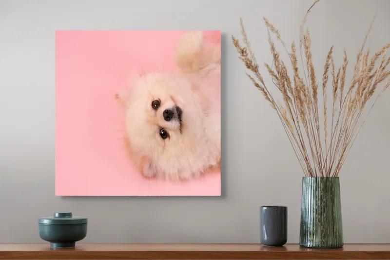 Tablou Canvas, "Fluffy și vesel pe fundal roz", Fluffy, Adorable, Playful, Cute, Relaxed, 50 x 50 cm – poza 4