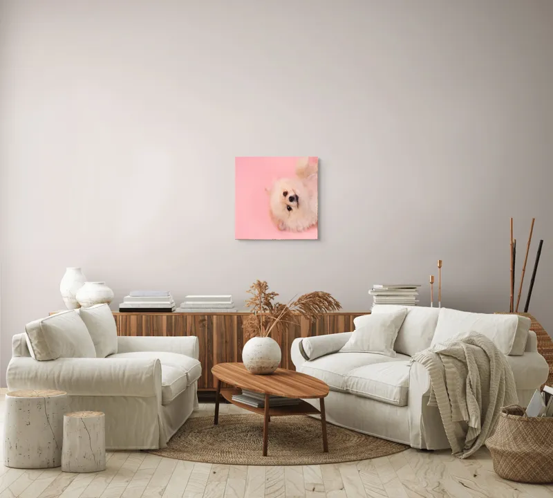 Tablou Canvas, "Fluffy și vesel pe fundal roz", Fluffy, Adorable, Playful, Cute, Relaxed, 50 x 50 cm – poza 7
