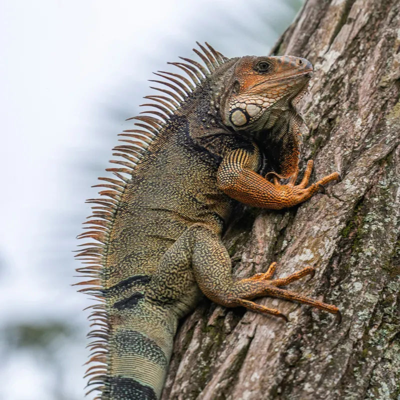 Tablou Canvas, "Iguana cocoțată pe trunchiul copacului", Iguana, Arbore, Solzi, Spini, Natură, Cățărare, Verde, Coamă, Textură, Mediu., 100 x 100 cm – poza 2