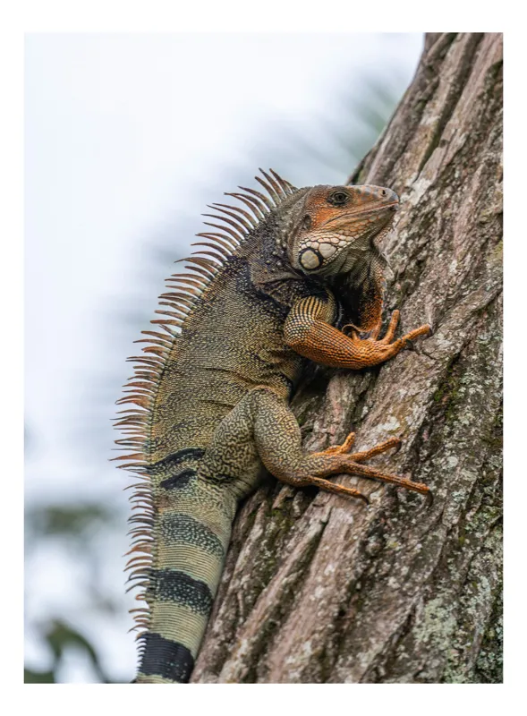 Tablou Canvas, "Iguana cocoțată pe trunchiul copacului", Iguana, Arbore, Solzi, Spini, Natură, Cățărare, Verde, Coamă, Textură, Mediu., 39 x 54 cm