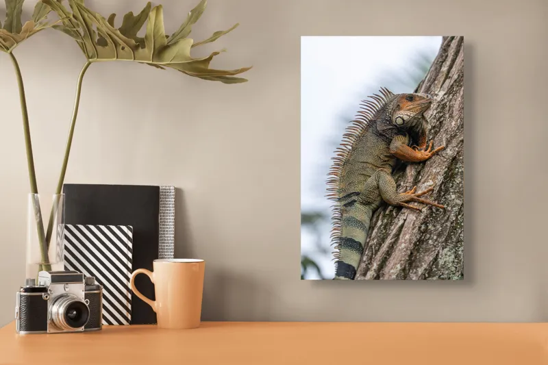 Tablou Canvas, "Iguana cocoțată pe trunchiul copacului", Iguana, Arbore, Solzi, Spini, Natură, Cățărare, Verde, Coamă, Textură, Mediu., 26 x 39 cm – poza 3