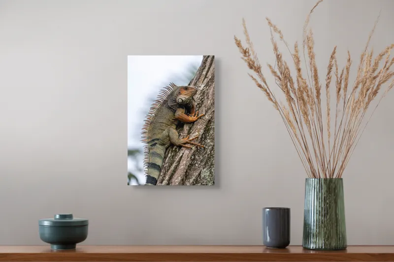 Tablou Canvas, "Iguana cocoțată pe trunchiul copacului", Iguana, Arbore, Solzi, Spini, Natură, Cățărare, Verde, Coamă, Textură, Mediu., 26 x 39 cm – poza 5