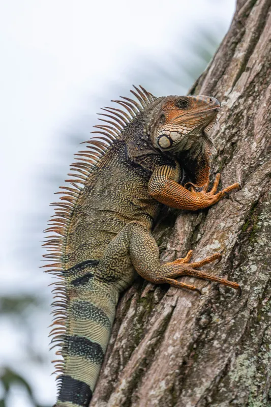 Tablou Canvas, "Iguana cocoțată pe trunchiul copacului", Iguana, Arbore, Solzi, Spini, Natură, Cățărare, Verde, Coamă, Textură, Mediu., 26 x 39 cm – poza 2