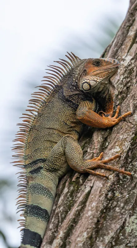 Tablou Canvas, "Iguana cocoțată pe trunchiul copacului", Iguana, Arbore, Solzi, Spini, Natură, Cățărare, Verde, Coamă, Textură, Mediu., 50 x 90 cm – poza 2