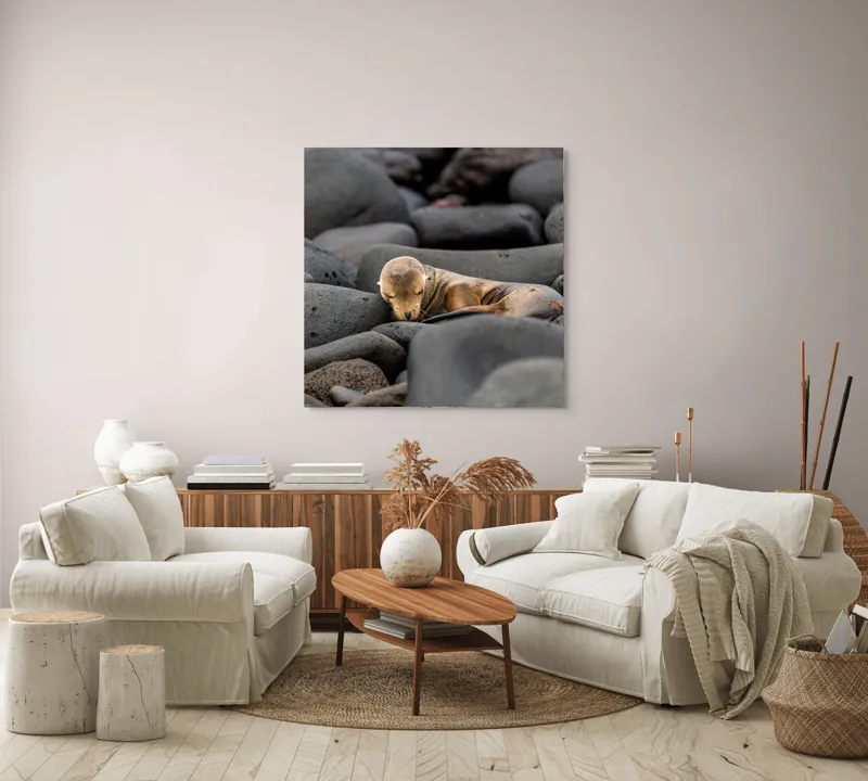Tablou Canvas, "Pui de leu de mare dormitând liniștit", Focă, Pui, Odihnă, Bolovani, Textură, Culori Neutre, Seriozitate, Natură, Somn., 100 x 100 cm – poza 3