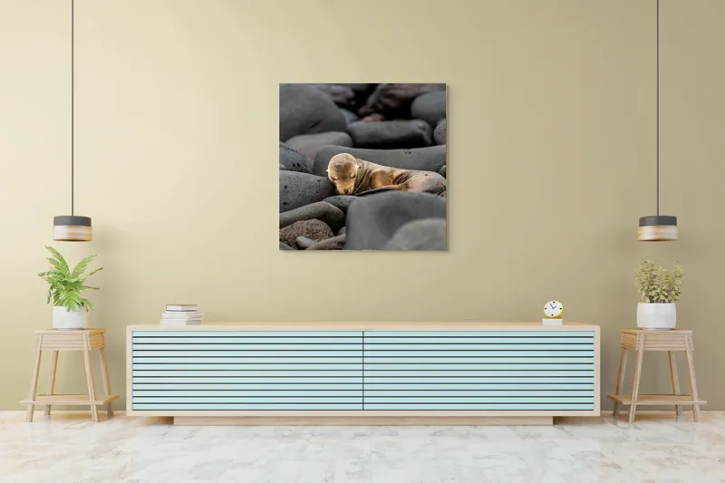 Tablou Canvas, "Pui de leu de mare dormitând liniștit", Focă, Pui, Odihnă, Bolovani, Textură, Culori Neutre, Seriozitate, Natură, Somn., 100 x 100 cm – poza 5