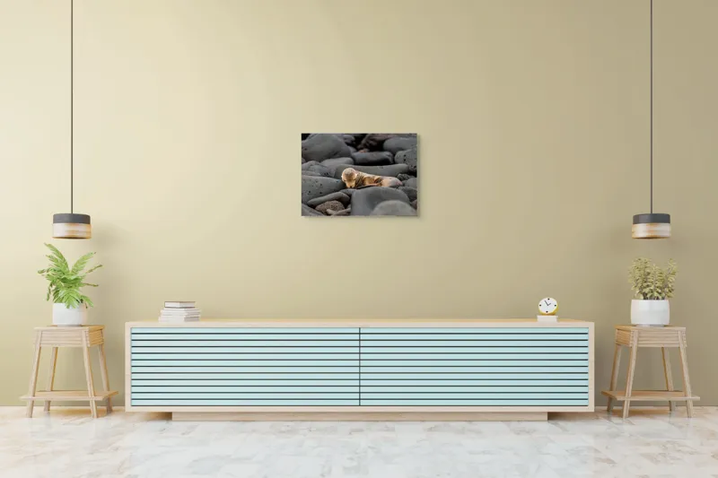 Tablou Canvas, "Pui de leu de mare dormitând liniștit", Focă, Pui, Odihnă, Bolovani, Textură, Culori Neutre, Seriozitate, Natură, Somn., 70 x 50 cm – poza 7