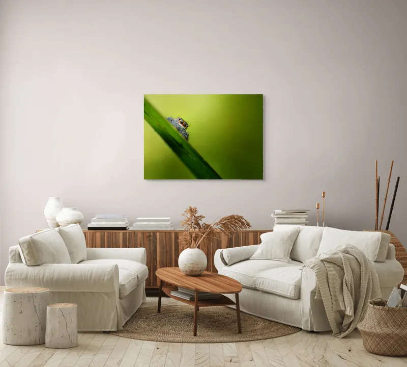 Tablou Canvas, "Păianjen curios pe frunză verde", Păianjen, Fire, Ochi, Verde, Frunză, Natură, Detaliu., 100 x 70 cm – poza 3