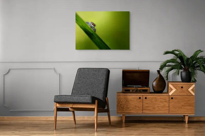 Tablou Canvas, "Păianjen curios pe frunză verde", Păianjen, Fire, Ochi, Verde, Frunză, Natură, Detaliu., 100 x 70 cm – poza 8