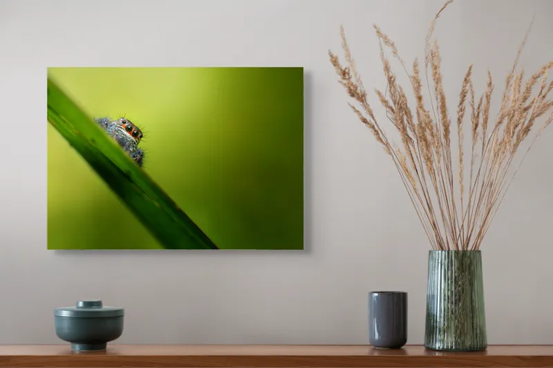 Tablou Canvas, "Păianjen curios pe frunză verde", Păianjen, Fire, Ochi, Verde, Frunză, Natură, Detaliu., 54 x 39 cm – poza 4