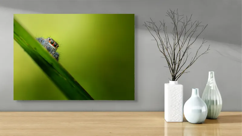 Tablou Canvas, "Păianjen curios pe frunză verde", Păianjen, Fire, Ochi, Verde, Frunză, Natură, Detaliu., 70 x 50 cm – poza 3