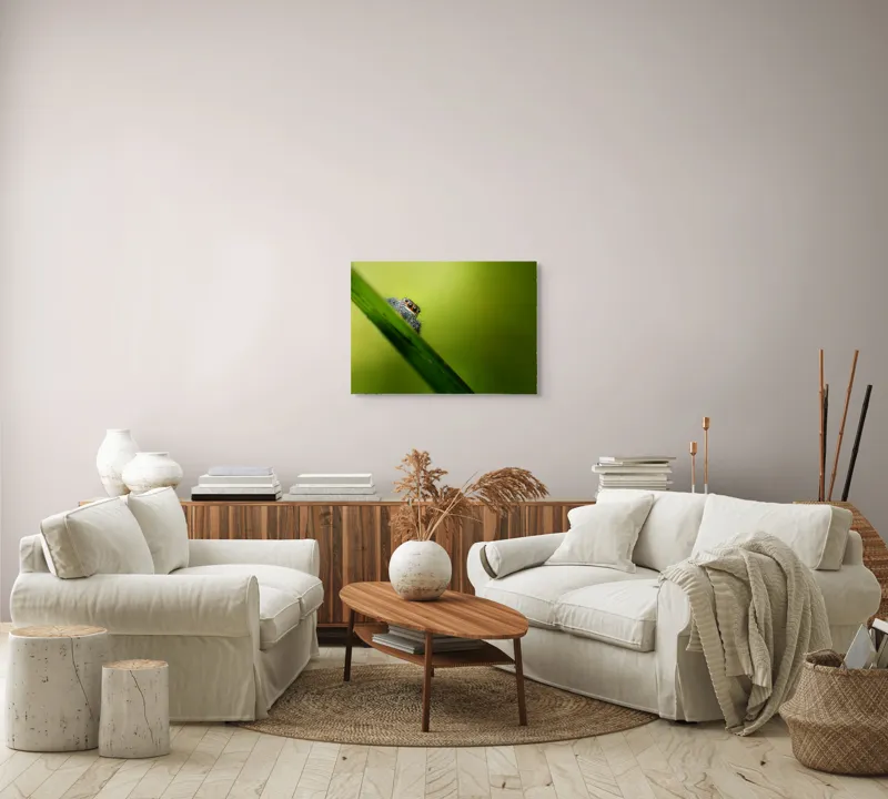 Tablou Canvas, "Păianjen curios pe frunză verde", Păianjen, Fire, Ochi, Verde, Frunză, Natură, Detaliu., 70 x 50 cm – poza 6