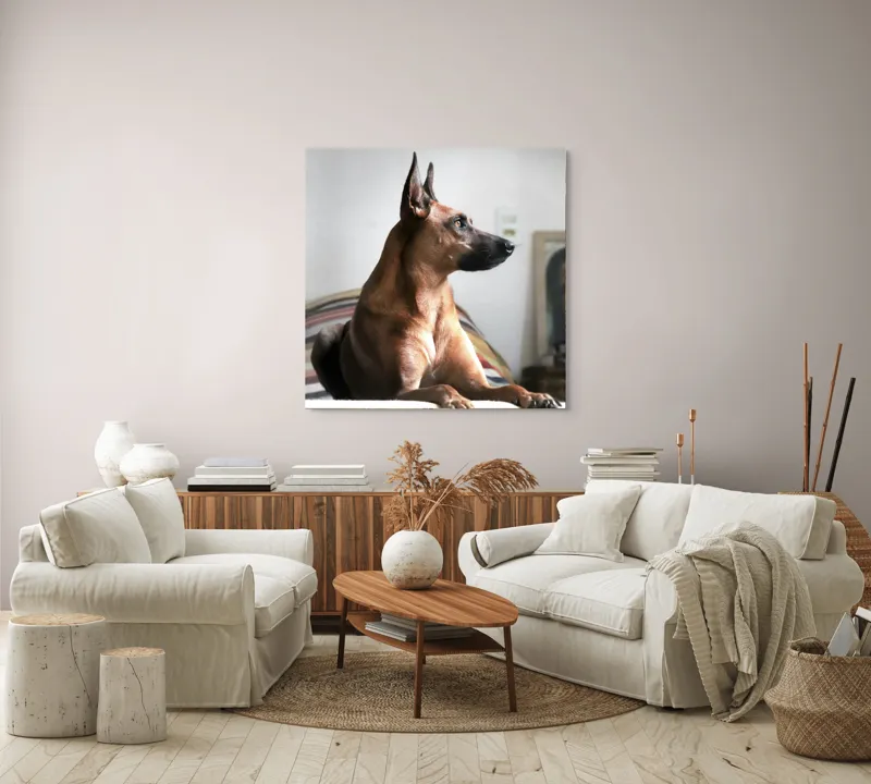 Tablou Canvas, "Câine elegant contemplând orizontul liniștit", 100 x 100 cm – poza 3