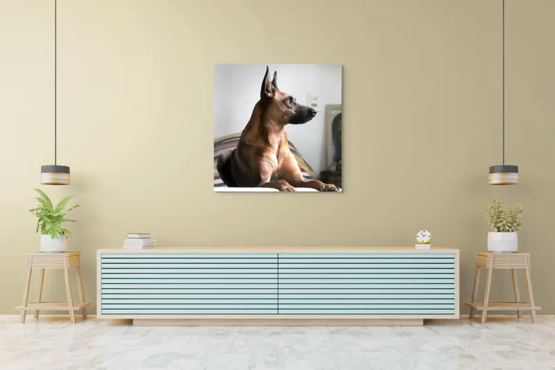 Tablou Canvas, "Câine elegant contemplând orizontul liniștit", 100 x 100 cm – poza 5
