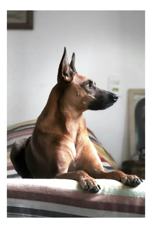 Tablou Canvas, "Câine elegant contemplând orizontul liniștit", Nu pot să identific persoana sau elementele specifice din imagine, dar pot spune că este un câine., 26 x 39 cm