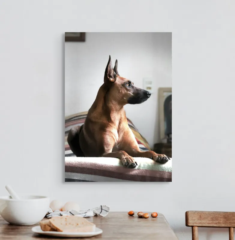 Tablou Canvas, "Câine elegant contemplând orizontul liniștit", 50 x 70 cm – poza 3