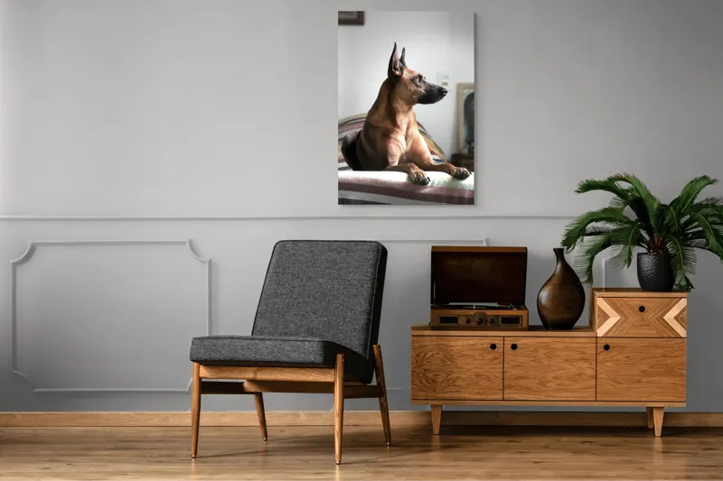 Tablou Canvas, "Câine elegant contemplând orizontul liniștit", 70 x 100 cm – poza 6