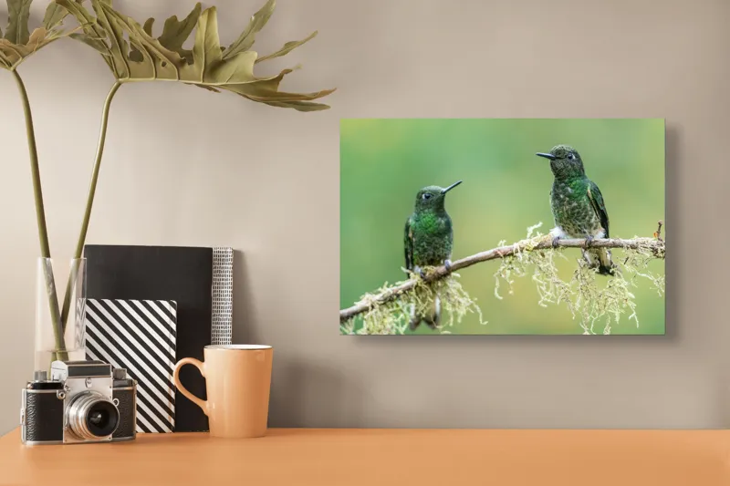 Tablou Canvas, "Colibri pe creanga acoperită de mușchi", Păsări, Colibri, Verde, Ramură, Natură, Penaj, Delicateţe., 39 x 26 cm – poza 3