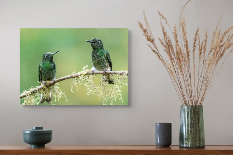 Tablou Canvas, "Colibri pe creanga acoperită de mușchi", Păsări, Colibri, Verde, Ramură, Natură, Penaj, Delicateţe., 54 x 39 cm – poza 4