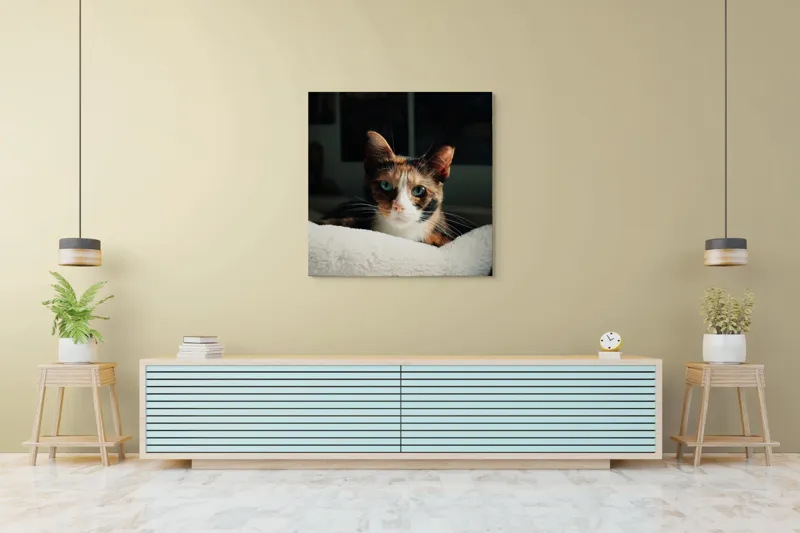 Tablou Canvas, "Pisica observatoare pe așternut alb", Pisică, Blană, Uitătură, Mustăți, Verde, Ochi, Calm, Somnoros, Pătură, Întuneric, Lumină, Relaxare, 100 x 100 cm – poza 5