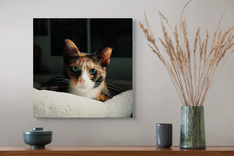 Tablou Canvas, "Pisica observatoare pe așternut alb", Pisică, Blană, Uitătură, Mustăți, Verde, Ochi, Calm, Somnoros, Pătură, Întuneric, Lumină, Relaxare, 50 x 50 cm – poza 4