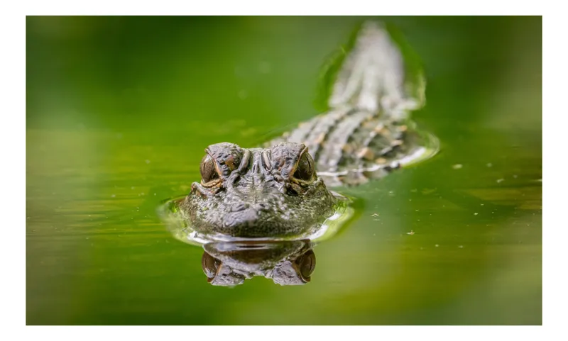 Tablou Canvas, "Crocodilul ager pândind în apă", Crocodil, Apă, Reflecție, Verde, Ochi, Prădător, Natură, Tainic, Calm, Observare, 70 x 50 cm