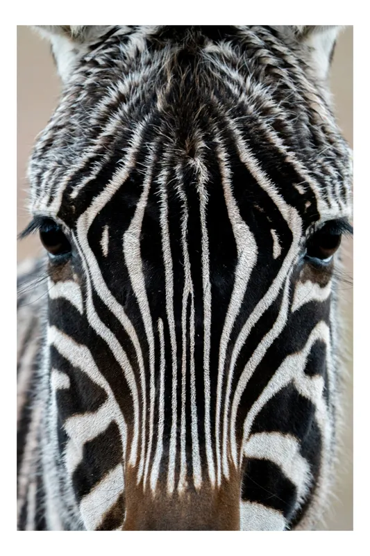 Tablou Canvas, "Zebra în prim-plan fascinantă și elegantă", Dungi, Simetrie, Contrast, Natură, Intensitate, Privire, Artă, 70 x 100 cm
