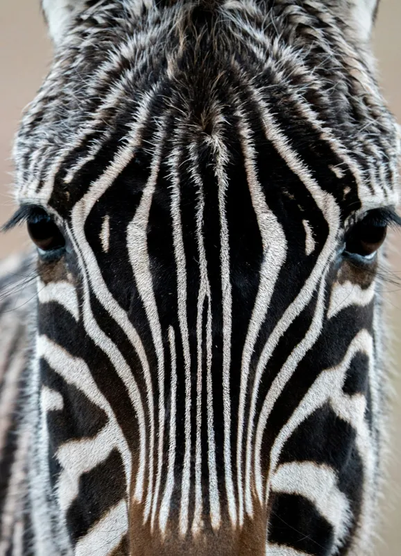 Tablou Canvas, "Zebra în prim-plan fascinantă și elegantă", Dungi, Simetrie, Contrast, Natură, Intensitate, Privire, Artă, 39 x 54 cm – poza 2