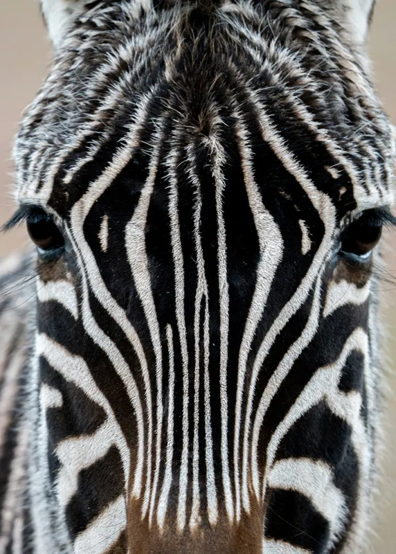 Tablou Canvas, "Zebra în prim-plan fascinantă și elegantă", Dungi, Simetrie, Contrast, Natură, Intensitate, Privire, Artă, 50 x 70 cm – poza 2