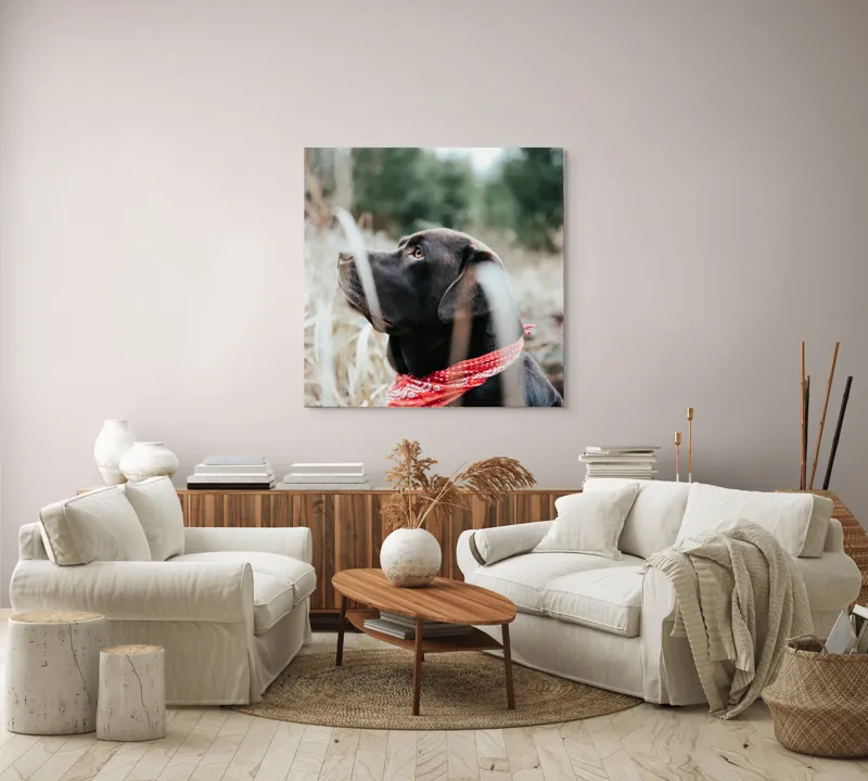 Tablou Canvas, Câine, Labră, Bandană, Natură, Ochi, Blană, Iarbă, Observare, Urechi, Peisaj, 100 x 100 cm – poza 3
