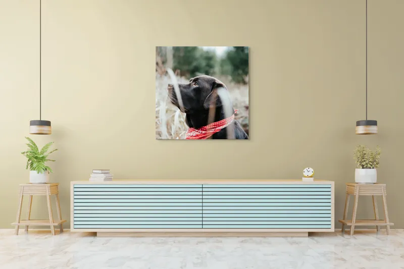 Tablou Canvas, Câine, Labră, Bandană, Natură, Ochi, Blană, Iarbă, Observare, Urechi, Peisaj, 100 x 100 cm – poza 5