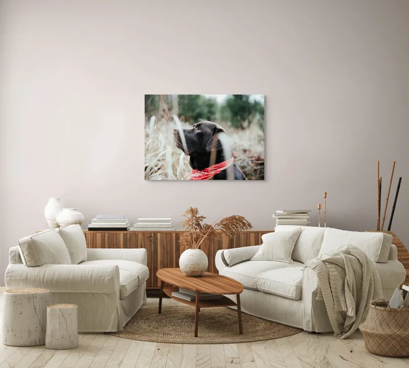 Tablou Canvas, Câine, Labră, Bandană, Natură, Ochi, Blană, Iarbă, Observare, Urechi, Peisaj, 100 x 70 cm – poza 3