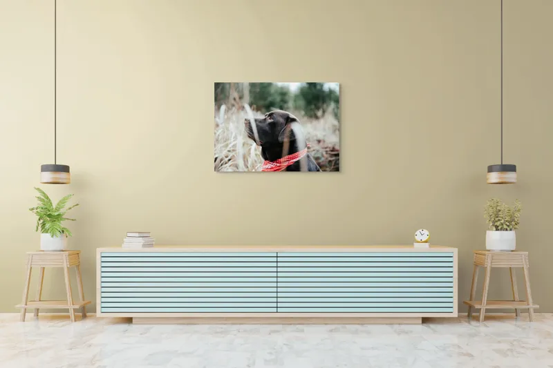 Tablou Canvas, Câine, Labră, Bandană, Natură, Ochi, Blană, Iarbă, Observare, Urechi, Peisaj, 100 x 70 cm – poza 4