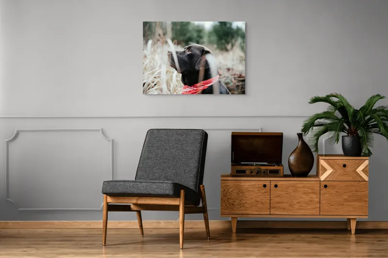 Tablou Canvas, Câine, Labră, Bandană, Natură, Ochi, Blană, Iarbă, Observare, Urechi, Peisaj, 100 x 70 cm – poza 8