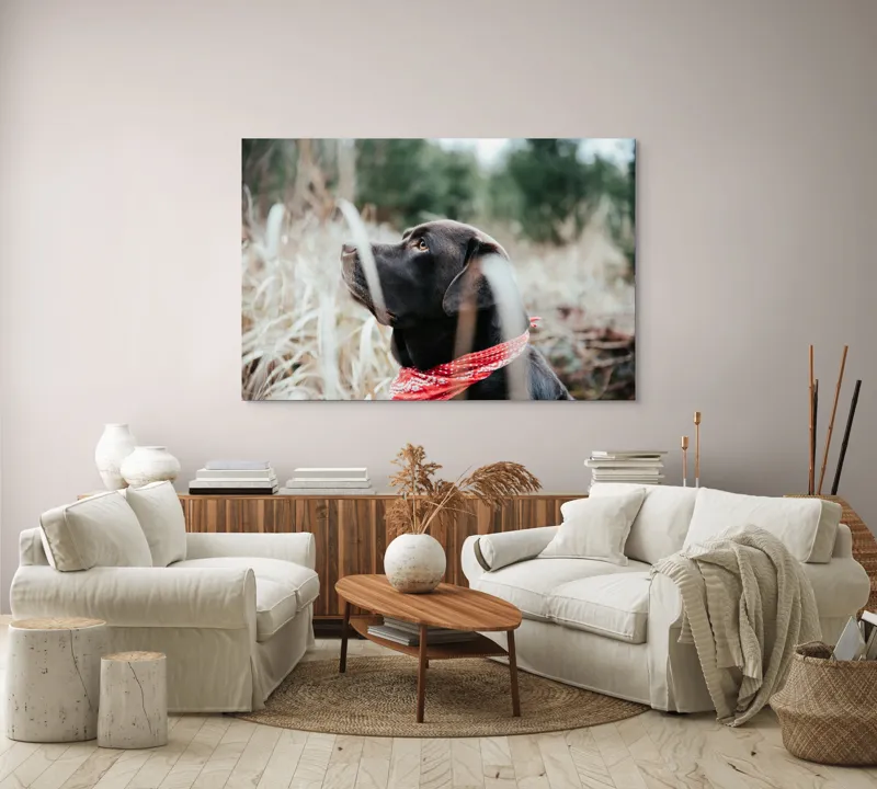 Tablou Canvas, "Nu știu cine este în fotografie.", Câine, Labră, Bandană, Natură, Ochi, Blană, Iarbă, Observare, Urechi, Peisaj, 150 x 100 cm – poza 3
